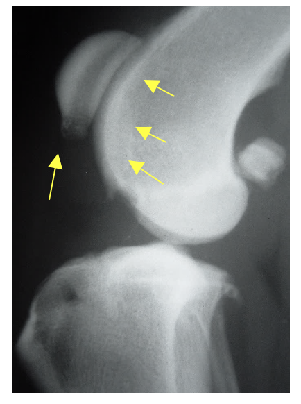 Canine Cruciate Ligament Rupture Ferguson Veterinary Clinic